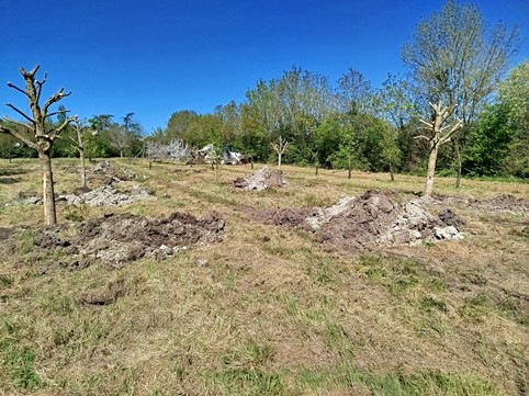 Transfert des arbres avant travaux de la MAM
